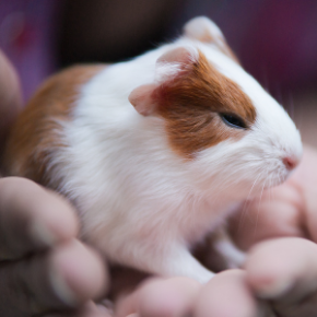 Advice on guinea pig breeding from Avenues Vets