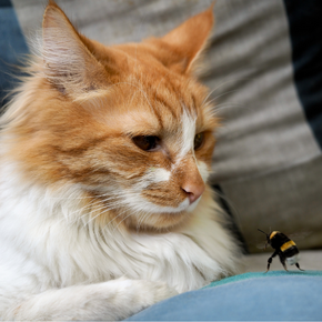 Nicola shares what to do if your pet gets stung by a bee or a wasp