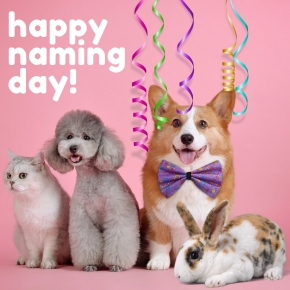 Get Creative: 5 Tips for Naming for Your New Pet Pal