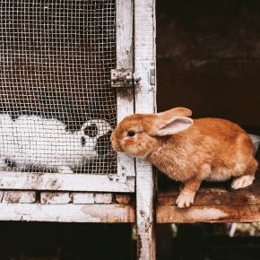 Bunny BFFs: Compatibility Factors for Happy Rabbit Pairings